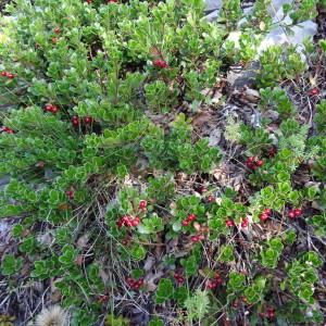 Photographie n°204175 du taxon Arctostaphylos uva-ursi var. crassifolius Braun-Blanq.