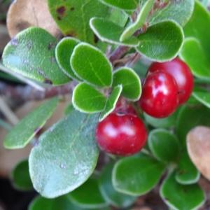 Photographie n°204176 du taxon Arctostaphylos uva-ursi var. crassifolius Braun-Blanq.