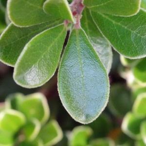 Photographie n°204177 du taxon Arctostaphylos uva-ursi var. crassifolius Braun-Blanq.