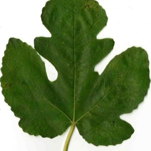 Photographie n°204197 du taxon Ficus carica L. [1753]
