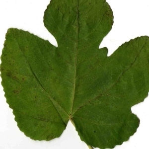 Photographie n°204200 du taxon Ficus carica L. [1753]