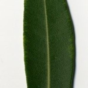 Photographie n°204202 du taxon Nerium oleander L. [1753]