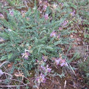  - Astragalus monspessulanus L.