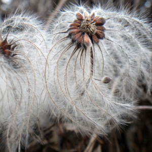 Clematis tangutica (Maxim.) Korsh. (Tangutische Waldrebe)