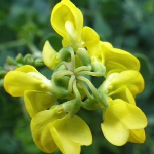 Photographie n°204233 du taxon Coronilla valentina subsp. glauca (L.) Batt. [1889]