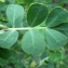  Liliane Roubaudi - Coronilla valentina subsp. glauca (L.) Batt. [1889]