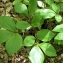  liliane Pessotto - Paeonia mascula subsp. mascula 