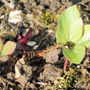  - Paeonia mascula subsp. mascula 