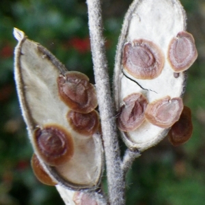  - Fibigia clypeata (L.) Medik. [1792]