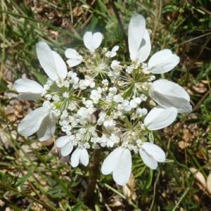 Photographie n°204302 du taxon Bifora radians M.Bieb. [1819]