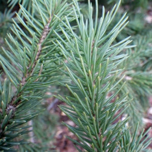  - Picea pungens Engelm. [1879]