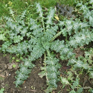 Photographie n°204305 du taxon Silybum marianum (L.) Gaertn. [1791]