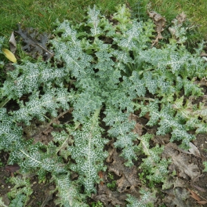 Photographie n°204306 du taxon Silybum marianum (L.) Gaertn. [1791]