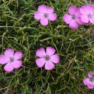 Photographie n°204313 du taxon Dianthus pavonius Tausch [1839]