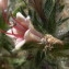  Ans Gorter - Echium asperrimum Lam. [1792]