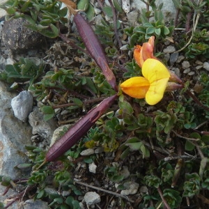 Photographie n°204317 du taxon Lotus corniculatus subsp. alpinus (DC.) Rothm. [1963]