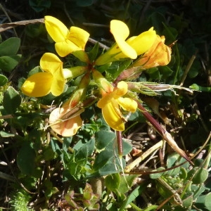 Photographie n°204318 du taxon Lotus corniculatus subsp. alpinus (DC.) Rothm. [1963]