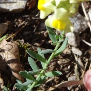 Photographie n°204333 du taxon Linaria supina subsp. pyrenaica (DC.) Nyman [1881]