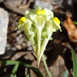 Photographie n°204334 du taxon Linaria supina subsp. pyrenaica (DC.) Nyman [1881]