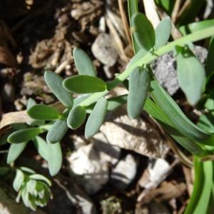  - Linaria supina subsp. pyrenaica (DC.) Nyman [1881]