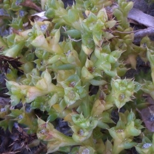 Photographie n°204403 du taxon Salsola kali L. [1753]