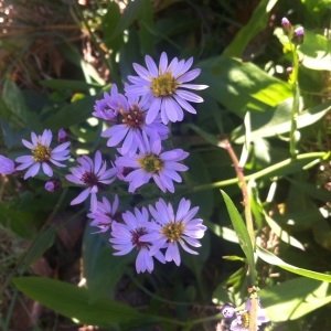 Photographie n°204409 du taxon Aster tripolium L. [1753]