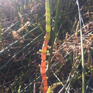 Photographie n°204419 du taxon Salicornia fruticosa (L.) L. [1762]