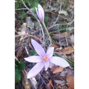 Colchicum corsicum Baker (Colchique de Corse)