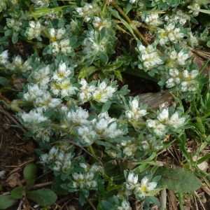 Photographie n°204429 du taxon Paronychia polygonifolia (Vill.) DC. [1805]