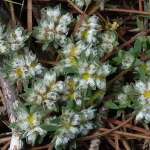 Paronychia polygonifolia var. velucensis Boiss. (Paronyque à feuilles de renouée)