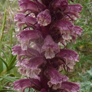  - Orobanche amethystea Thuill. [1799]