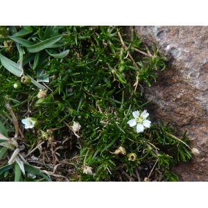 Minuartia rupestris (Scop.) Schinz & Thell. (Minuartie des rochers)