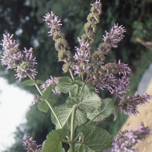Salvia uberrima Rech.f. (Sauge verticillée)