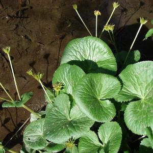 Photographie n°204449 du taxon Caltha palustris L. [1753]