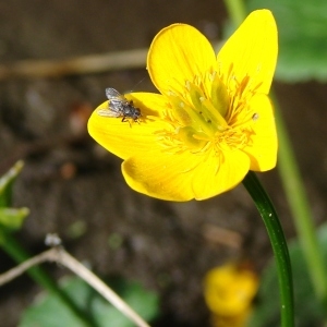 Photographie n°204450 du taxon Caltha palustris L. [1753]