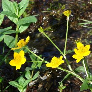 Photographie n°204451 du taxon Caltha palustris L. [1753]