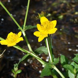 Photographie n°204452 du taxon Caltha palustris L. [1753]