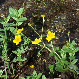 Photographie n°204453 du taxon Caltha palustris L. [1753]