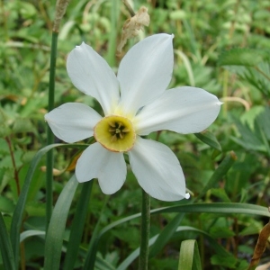 Photographie n°204456 du taxon Narcissus poeticus L.