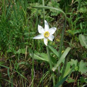 Photographie n°204457 du taxon Narcissus poeticus L.