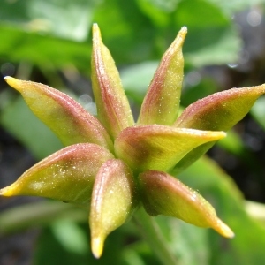 Photographie n°204459 du taxon Caltha palustris L. [1753]