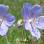  Paul Fabre - Geranium pratense L.