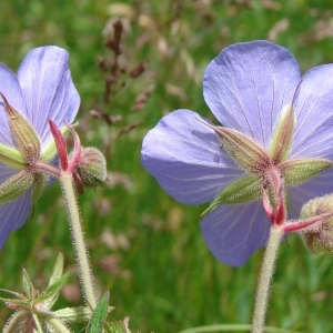  - Geranium pratense L.