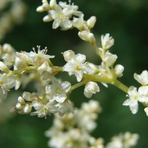 Polygonum polymorphum var. alpinum (All.) Ledeb. (Renouée des Alpes)