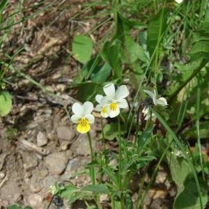 Photographie n°204493 du taxon Viola tricolor L. [1753]
