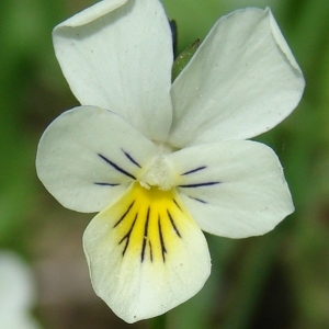 Photographie n°204494 du taxon Viola tricolor L. [1753]
