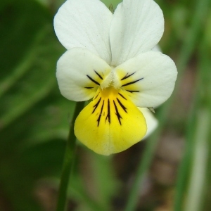 Photographie n°204496 du taxon Viola tricolor L. [1753]