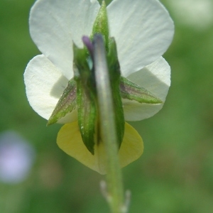 Photographie n°204497 du taxon Viola tricolor L. [1753]