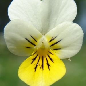 Viola tricolor L. (Pensée sauvage)