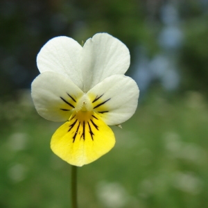Photographie n°204502 du taxon Viola tricolor L. [1753]